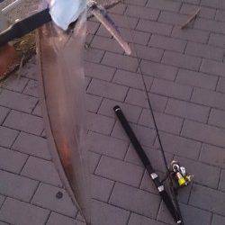 南港タチウオ釣り　ワインドでボトム付近、ウキ釣りでタナ2ヒロで釣れました