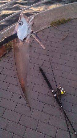 南港タチウオ釣り　ワインドでボトム付近、ウキ釣りでタナ2ヒロで釣れました