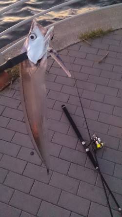 南港タチウオ釣り　ワインドでボトム付近、ウ…