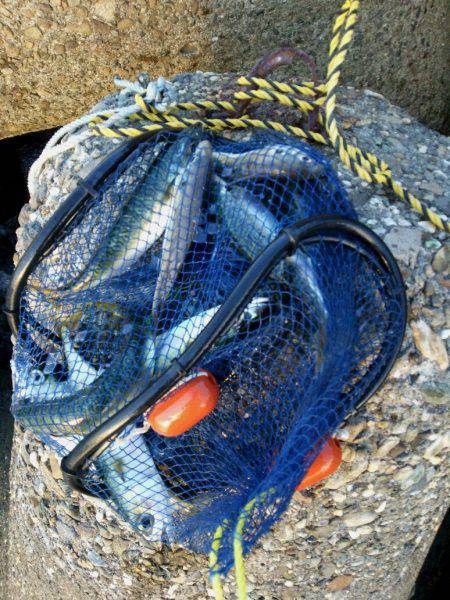 夕方から大津川河口の汐見埠頭のテトラに釣行…