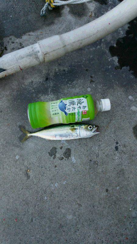 忠岡木材コンビナートへチヌ狙いでしたが..…