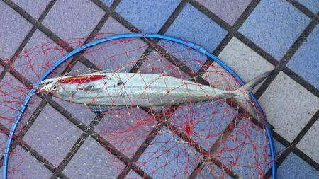 りんくう　ショアジギングでサゴシ42cm