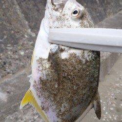 和歌山マリーナシティ　ライトタックルでメッキの釣果