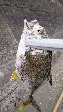 和歌山マリーナシティ　ライトタックルでメッキの釣果