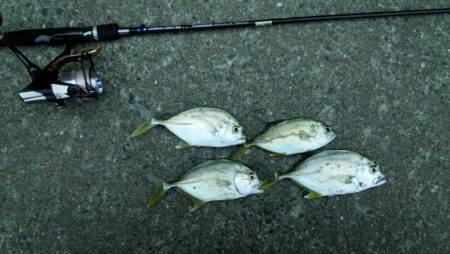 和歌山マリーナシティ　ライトタックルでメッ…