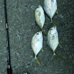 和歌山マリーナシティ　ライトタックルでメッキの釣果