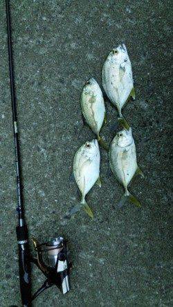 和歌山マリーナシティ　ライトタックルでメッキの釣果