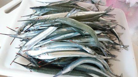 柴山港　サヨリ大漁☆　サシアミのつけ方がポ…