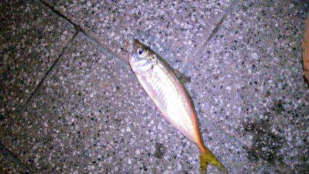 朝マズメでアジ、サバが入れ食い状態　大阪南…