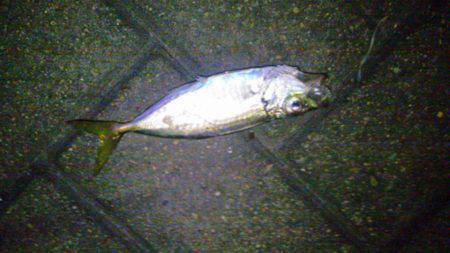 大阪南港アジング　足下でアジの入れ食い状態…