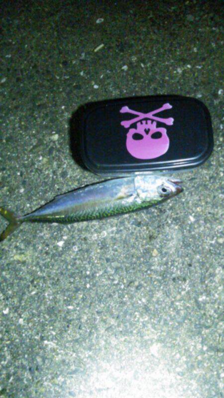 大阪南港　アジングでいいサイズのアジ連発、…