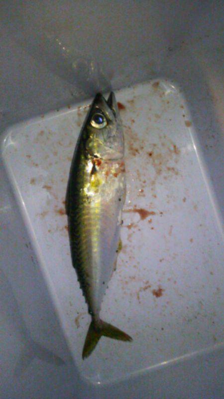 大阪南港アジング　サバ一匹で雷のため撤収し…