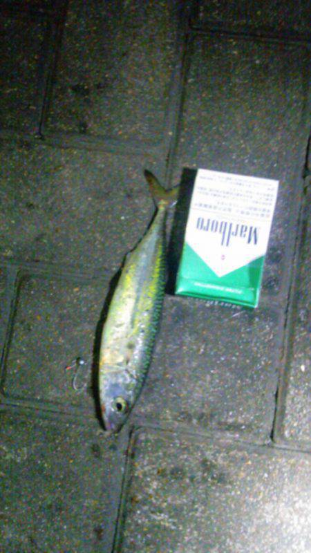 大阪南港　アジング釣行でショートバイト多発…