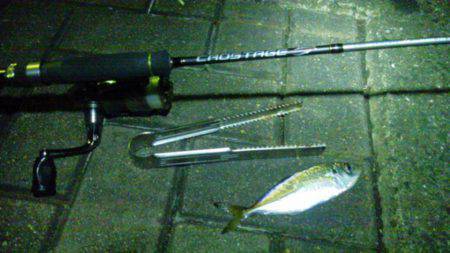 大阪南港　連日のアジング釣行でアジ＆サバ