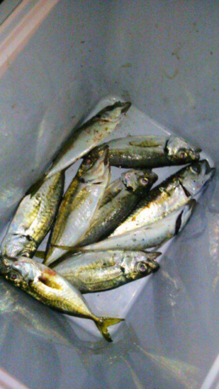 大阪南港アジング　船着き場近辺でスタートし…