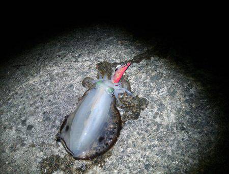 加太から海南辺りまでエギングでランガン　か…