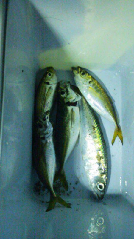 大阪南港　タチウオのバイトはなくアジングで…