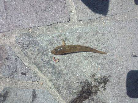 明石川でハゼ釣り　ルアーでセイゴにメッキも…