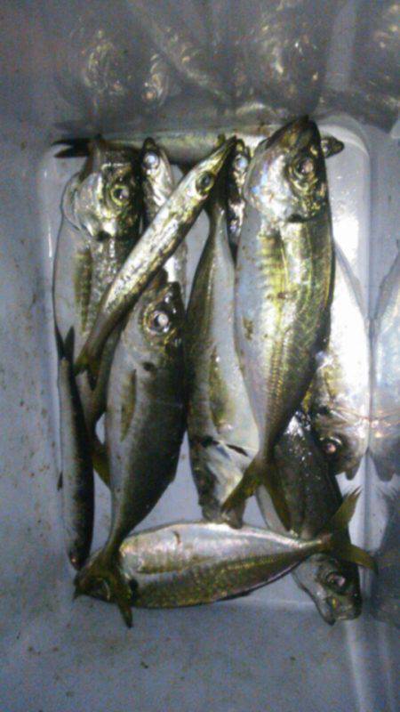 大阪南港　アジング釣行は日に日にサイズアッ…