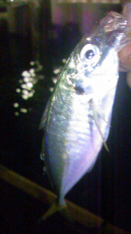 大阪南港周辺アジングで良いサイズのアジ連発…