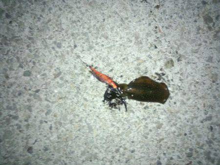 大阪南港　短時間のアジング釣行でアジ数匹の…