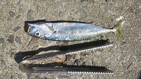 大阪南港　サビキでイワシ大漁　サバ28cm…