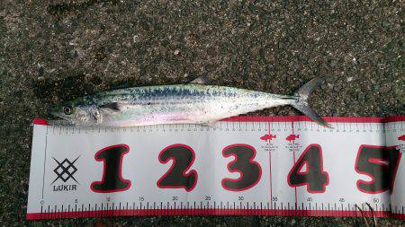 岸和田一文字でショアジギング　45cmのサ…