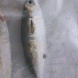 安治川でタチウオ狙ってみましたが・・・30…