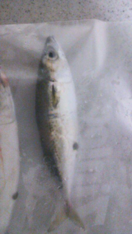 安治川でタチウオ狙ってみましたが・・・30…