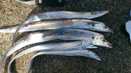 岸和田一文字　朝一にワインドでタチウオ　青…