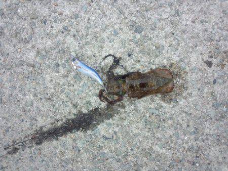 大蔵海岸　アオリイカ新子狙いでエギング釣行…