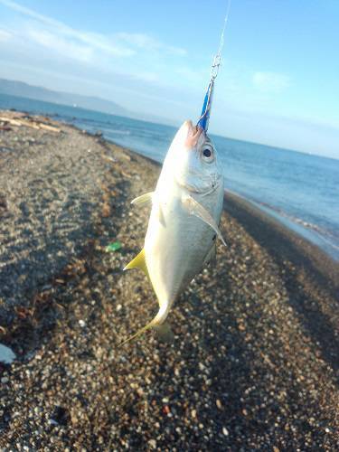 明石川にメッキ狙いで釣行　メッキ・チビシー…