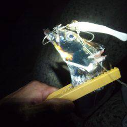 貝塚　ワインドで指4本の良型タチウオ☆アタ…