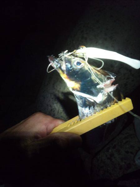 貝塚　ワインドで指4本の良型タチウオ☆アタ…