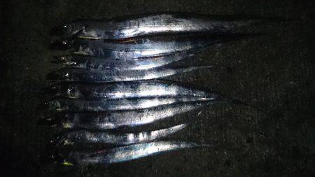 40分間入れ喰い！　タチウオ狙いで大賑わい…