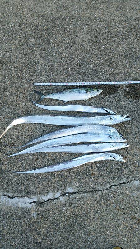 神戸港ワインド釣行　タチウオ良型混じりにサ…