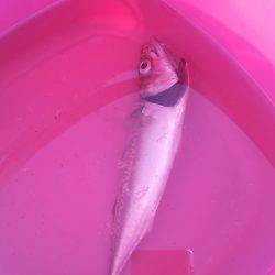 南芦屋浜　ジギングサビキ釣行もサバ23cm…