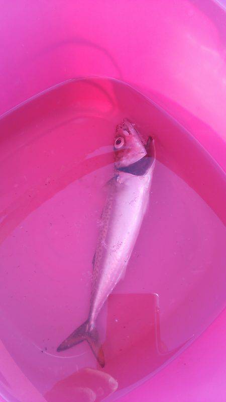 南芦屋浜　ジギングサビキ釣行もサバ23cm…