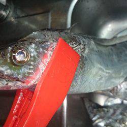 夕方の武庫一、タチウオワインド釣行　爆釣モ…