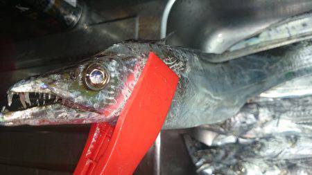 夕方の武庫一、タチウオワインド釣行　爆釣モ…