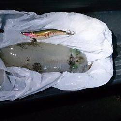 堺・一本松漁港　エギングでアオリイカの釣果…