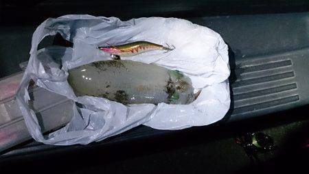 堺・一本松漁港　エギングでアオリイカの釣果…