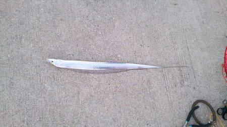 朝マヅメ狙いのワインド、小さいですが入れぐ…