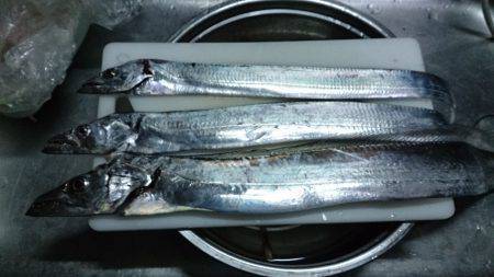 南芦屋浜　早朝のショアジギングでサゴシ＆サ…