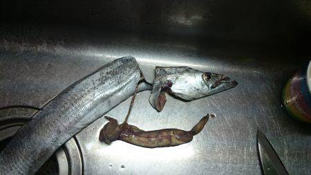 岸和田一文字にてワインド&ジギング…