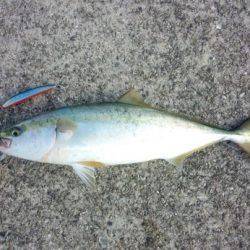 青物狙いで大蔵海岸へ　59cmの立派なハマ…