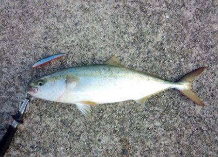 青物狙いで大蔵海岸へ　59cmの立派なハマ…