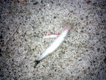 カマス狙いで大蔵海岸に釣行　夜が明けた5時…