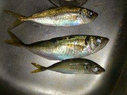 淡路島・佐野　アジングで自己最高記録24cmのアジが釣れました