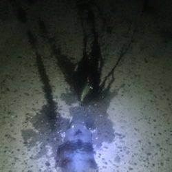 舞子エギングでアオリイカとケンサキイカの釣果